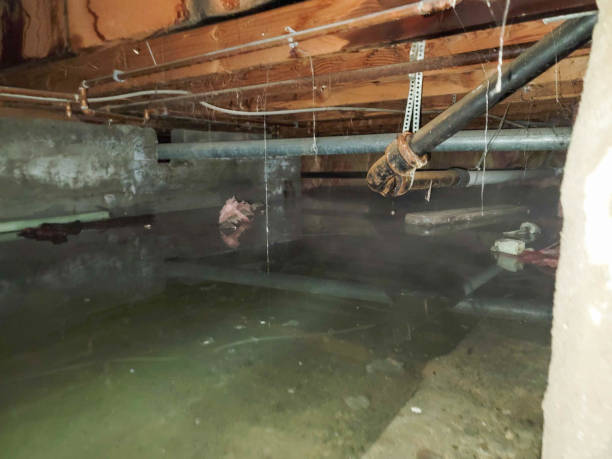 Best Sewage cleanup and water damage restoration  in Scottsboro, AL
