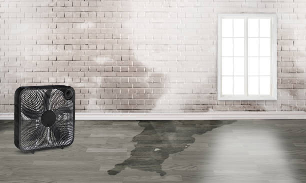 Best Carpet water damage restoration  in Scottsboro, AL